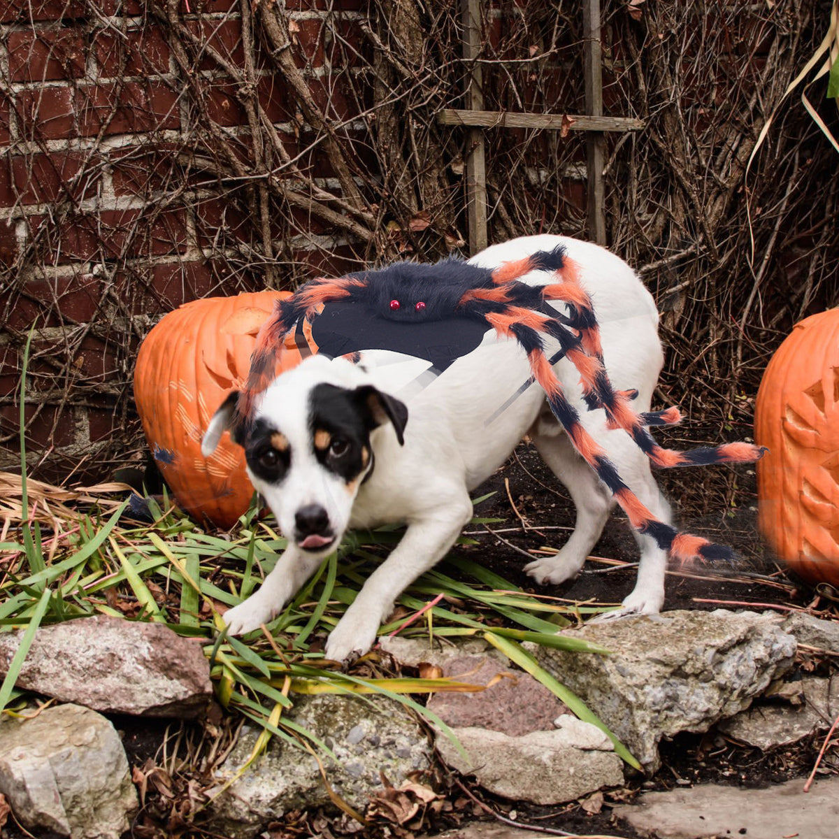 Halloween Pet Spider Costumes, Cross-Border Hot-Selling Pet Costumes, Cosplay Costumes, Spider Costumes